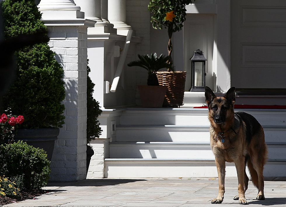 We're Excited About The First Rescue Dog In The White House
