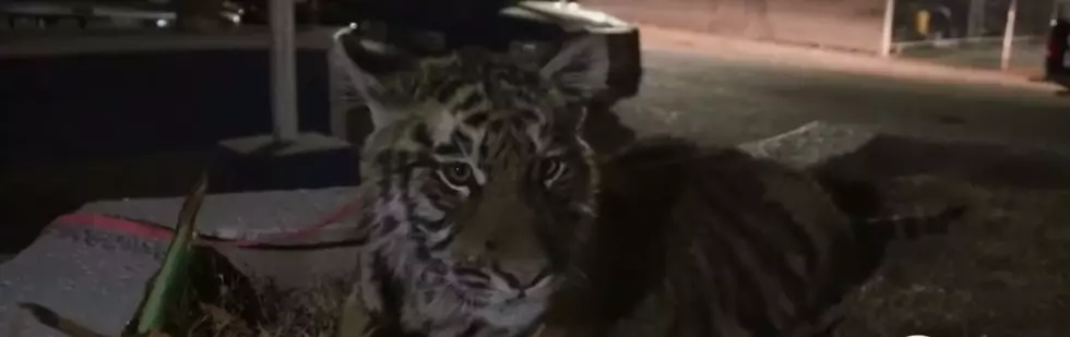 Call Carole Baskin! 5 Month Tiger Found Roaming Juarez Streets
