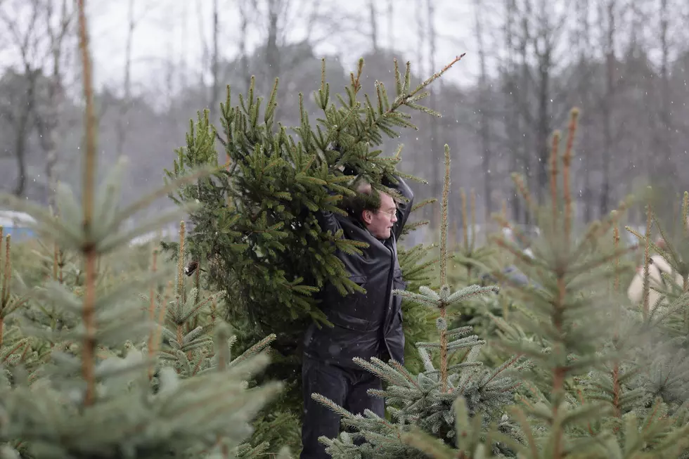 Here's How You Can Cut Your Own Christmas Tree In New Mexico