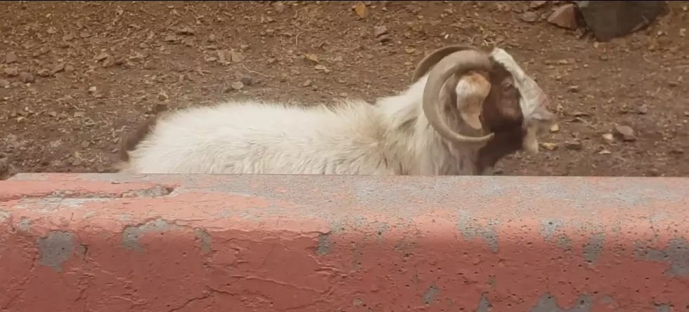 El Paso Have You Met Bob the Franklin Mountains Goat Yet?