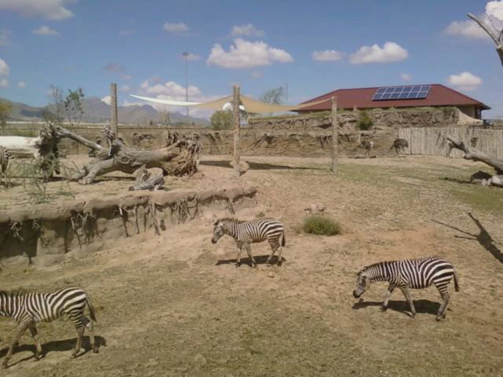 El Paso Zoo Set To Reopen In February   Zoo 