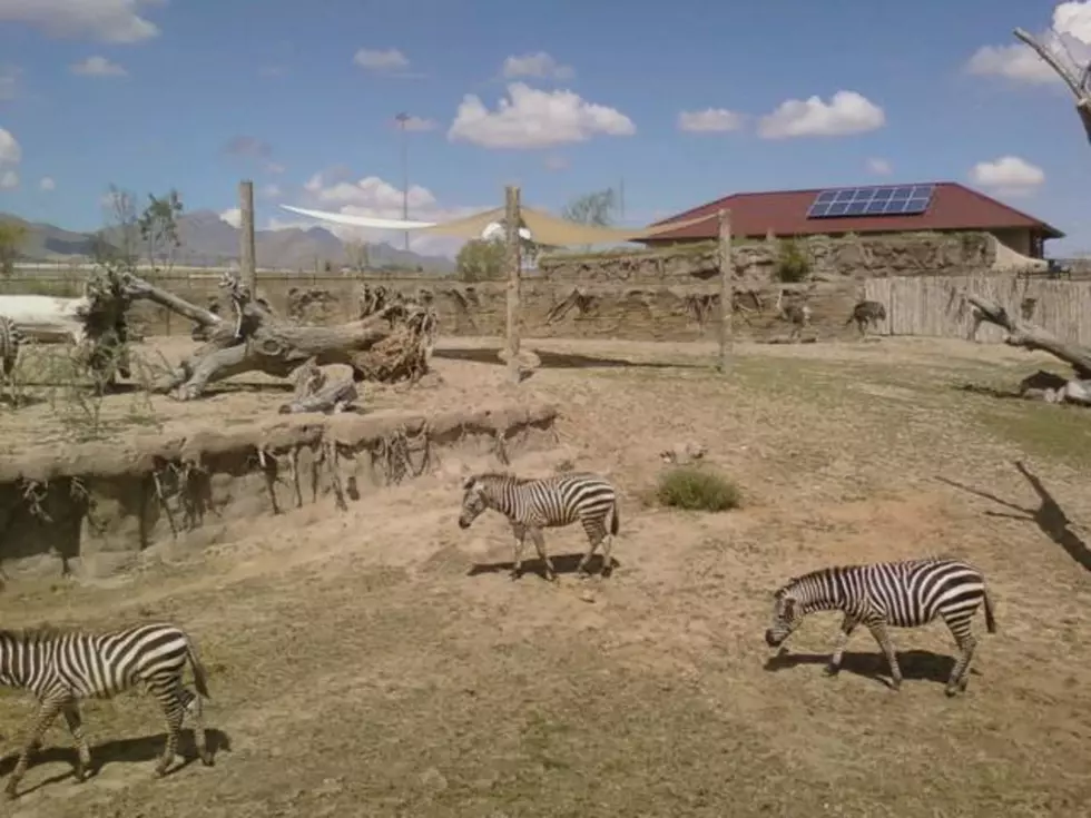 El Paso Zoo Set to Reopen In February