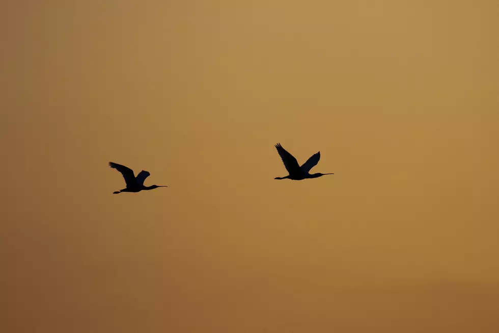 Tropical Bird Lands in El Paso Due to Winter Storm