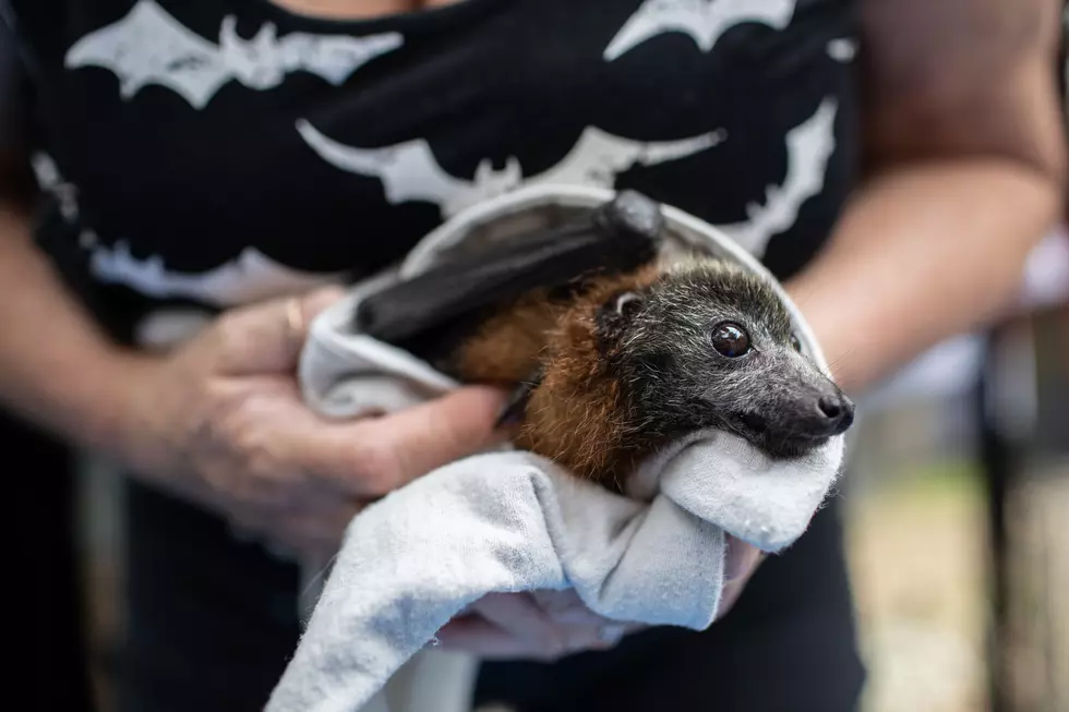 World&#8217;s Oldest Bat Living The Good Life At Texas Animal Sanctuary