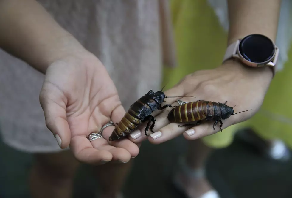 Name A Cockroach After Your Ex And Feed It To El Paso Zoo Animals