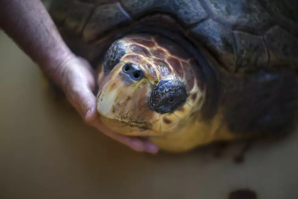 The Race to Save Cold-Stunned Sea Turtles in South TexasThe Race 