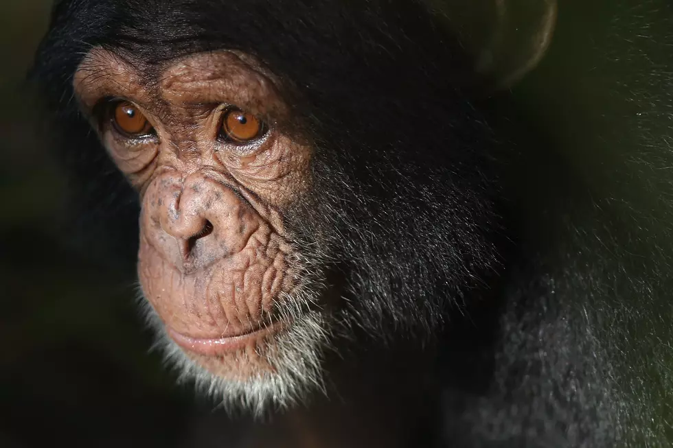 Primates Froze To Death At Texas Animal Sanctuary During Freeze