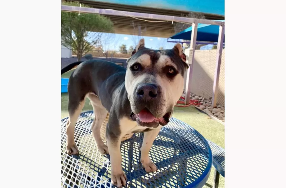 Meet Sweetie Chance- El Paso Animal Services' Pet of the Week