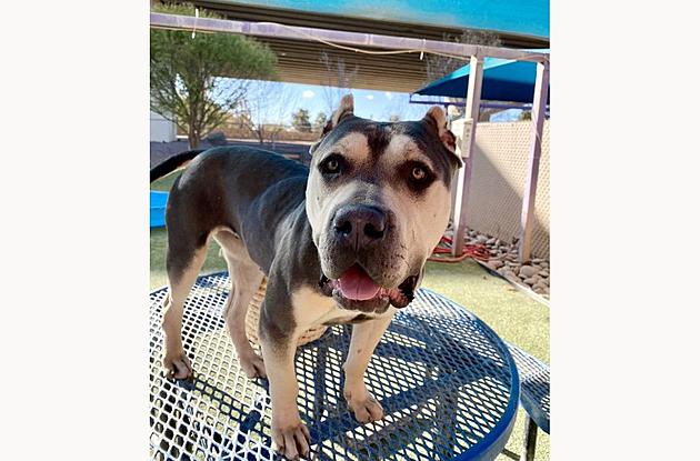 Meet Marsha- El Paso Animal Services&#8217; Pet of the Week
