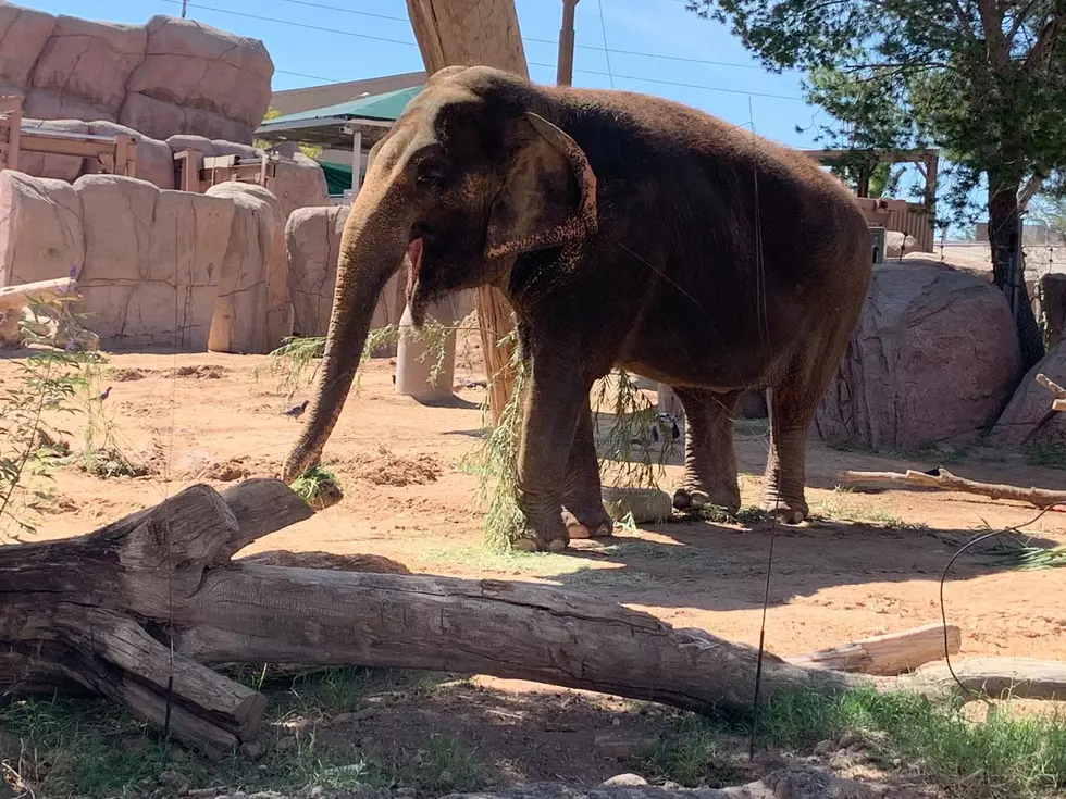 El Paso Zoo Elephant ‘Juno’ Dies After Battle with Cancer