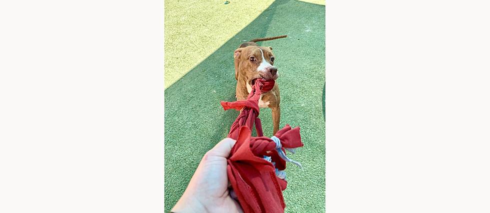 Can The Playful Perla Come Home With You?- EP’s Pet of the Week