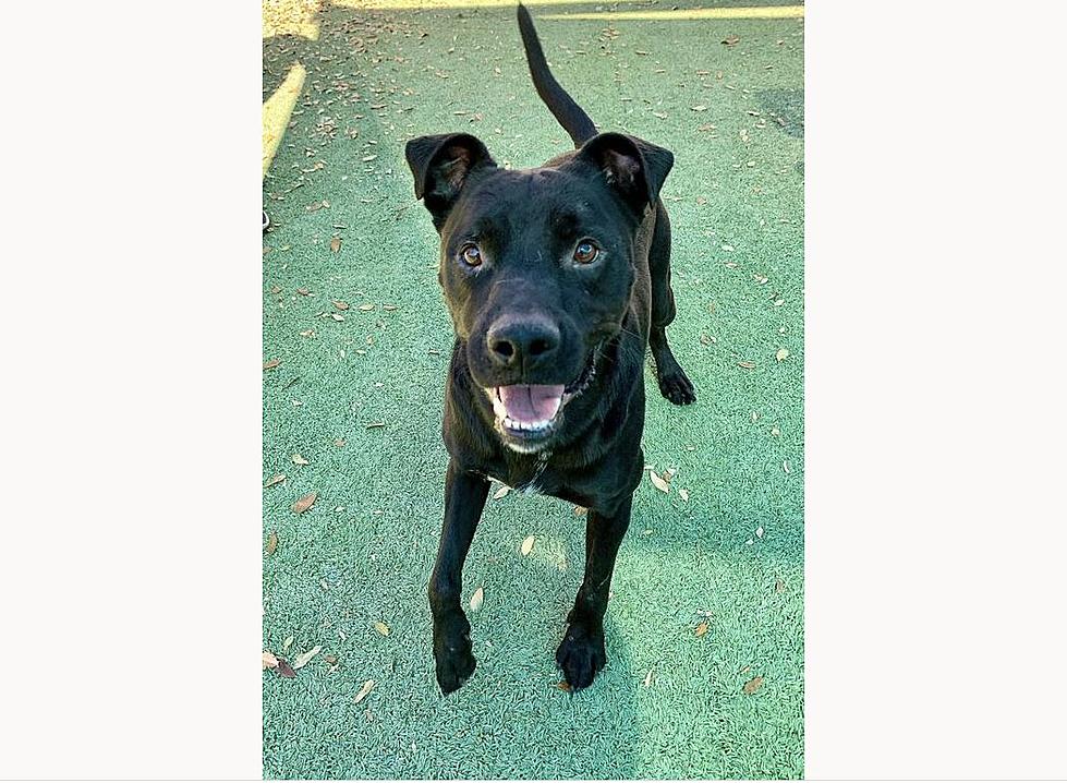 Meet Energetic Arthur- El Paso Animal Services&#8217; Pet of the Week