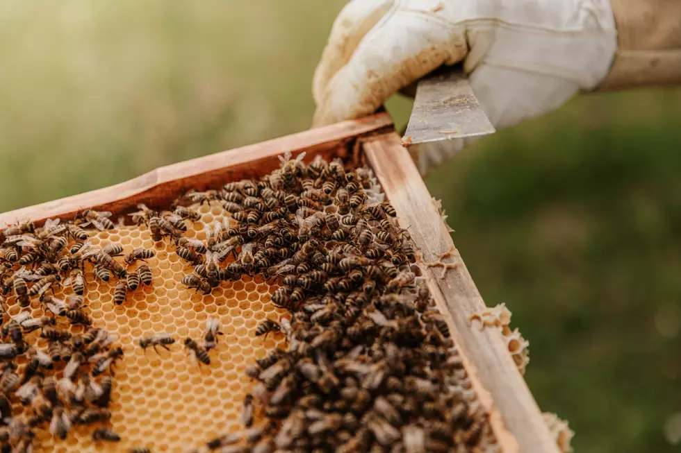 That Famous Texas TikTok Beekeeper is Being Accused of Faking Her Viral Videos