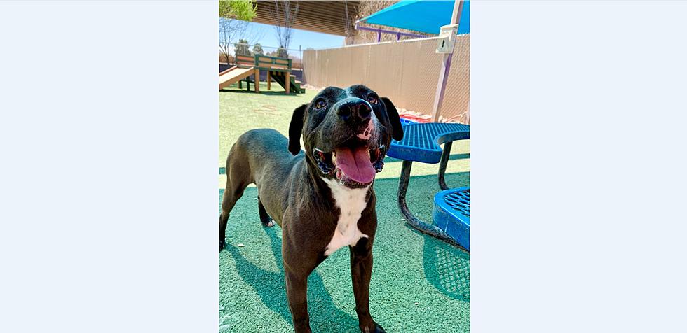 Meet Sweetie Chance- El Paso Animal Services' Pet of the Week