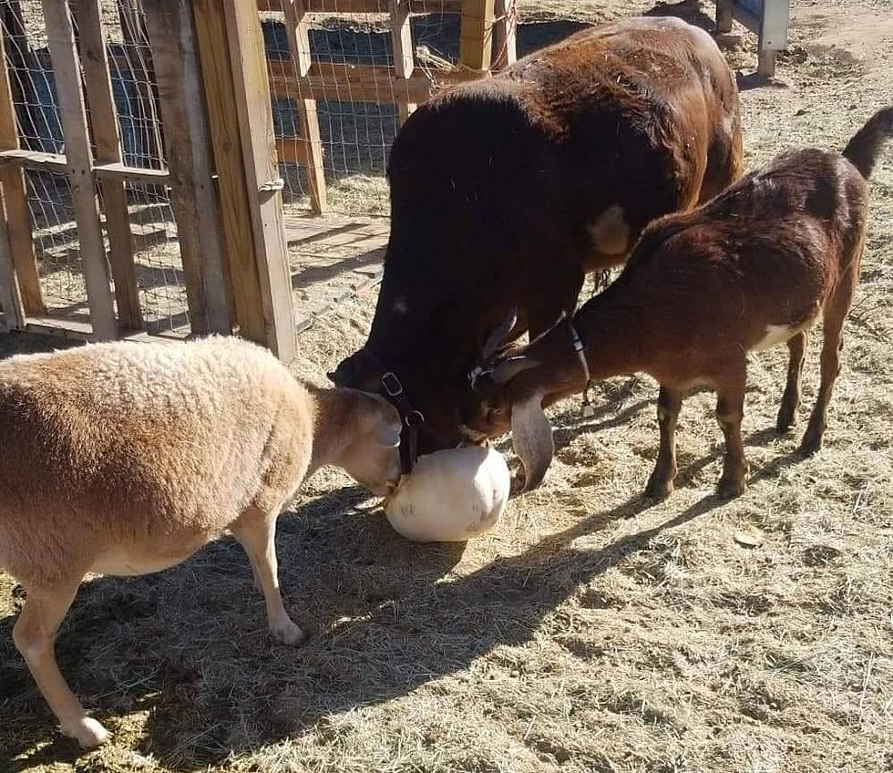 New Petting Zoo in Chaparral Features Furry Cuteness and Is Free