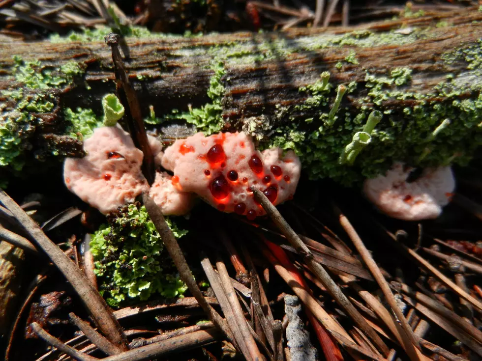 This Blood Fungus Looks A little Too Much Like This Mexican Dish