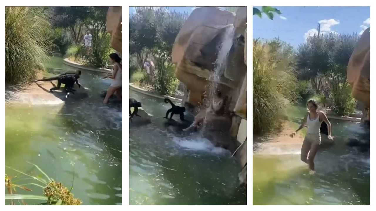 Woman Filmed at the EP Zoo Hopping Into Enclosure to Feed Monkeys