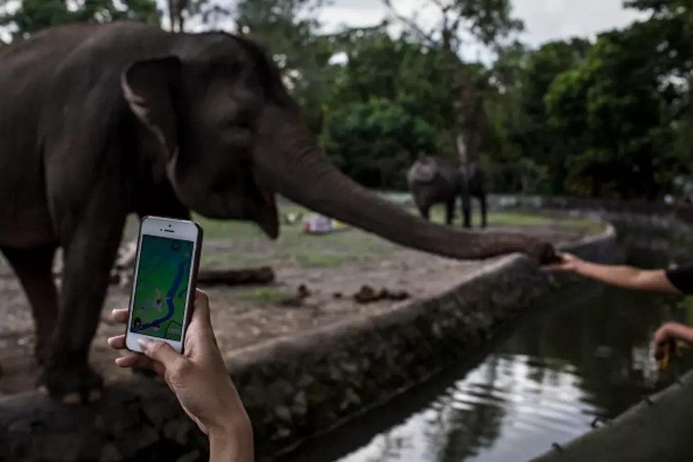 Better Protection's Needed for Animals From Guests at El Paso Zoo