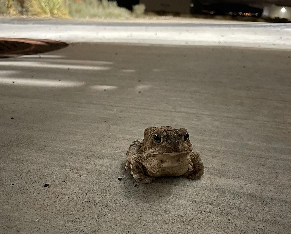 Storms in El Paso Bring Unexpected Guests Like Toads and Roaches