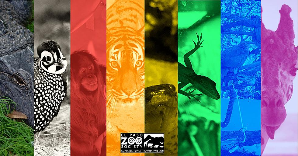 Roar with Pride With the El Paso Zoo Society This Pride Month