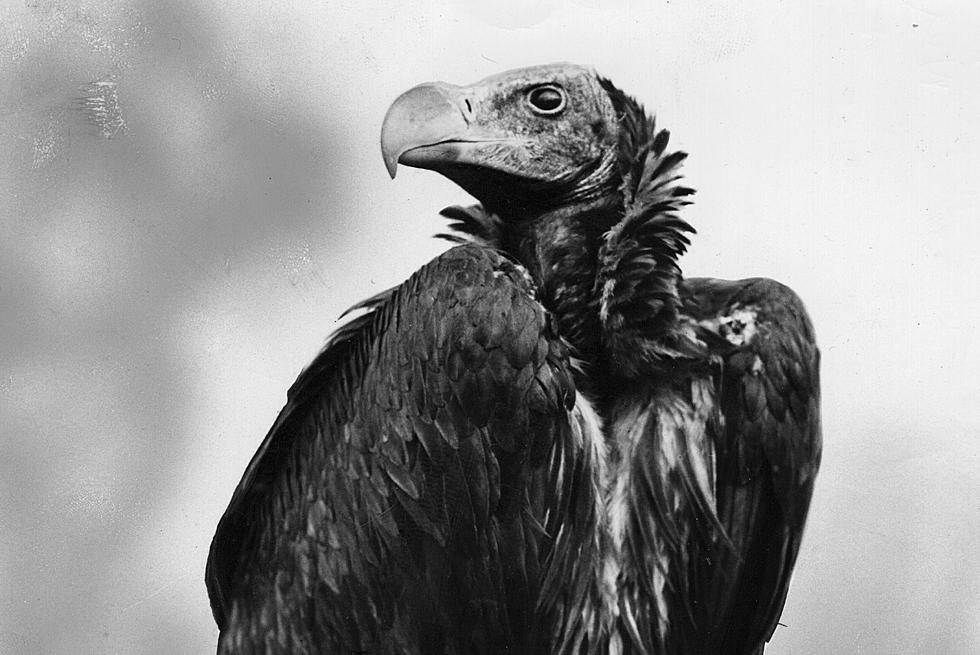 The Tale of the Texas Vulture and Other Fowl Stories
