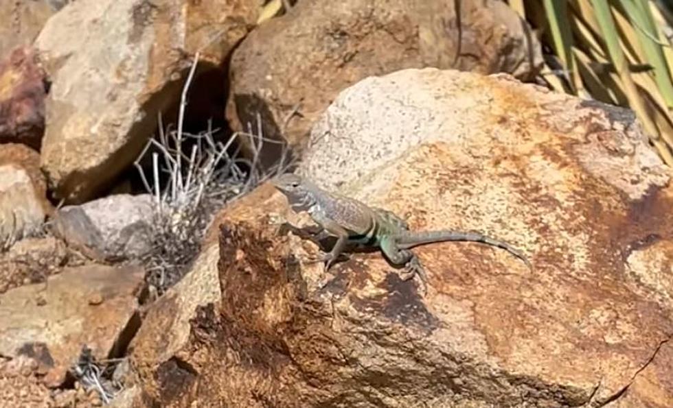 El Paso Man Filmed a Lizard Flexing It’s Strength for the Camera