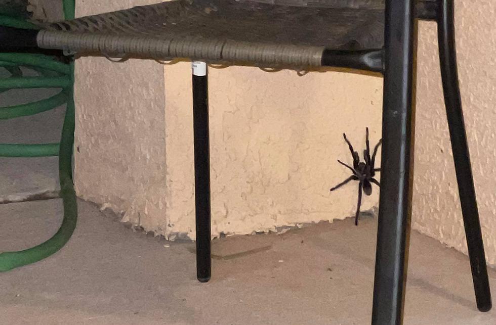 Horizon Woman Shares Photos of a Massive Creepy-Crawler on Porch