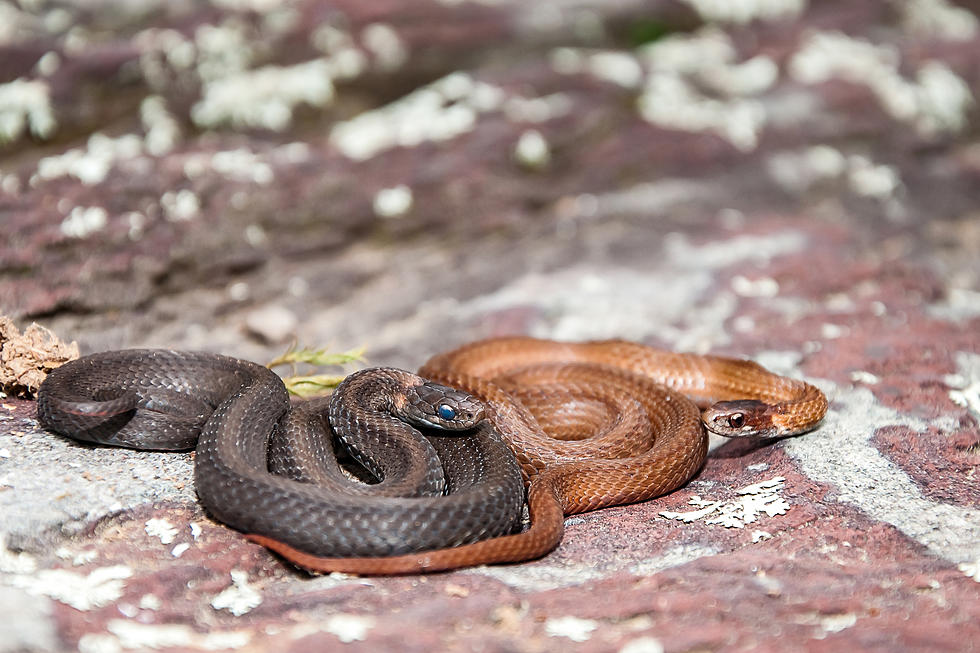 Texas Boasts a Stunning 76 Species of Snakes