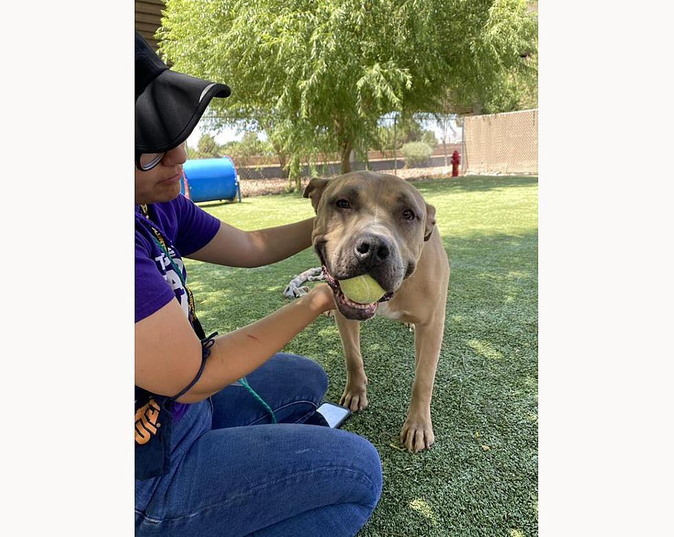 Meet the Goofball Moose- El Paso Animal Services&#8217; Pet of the Week