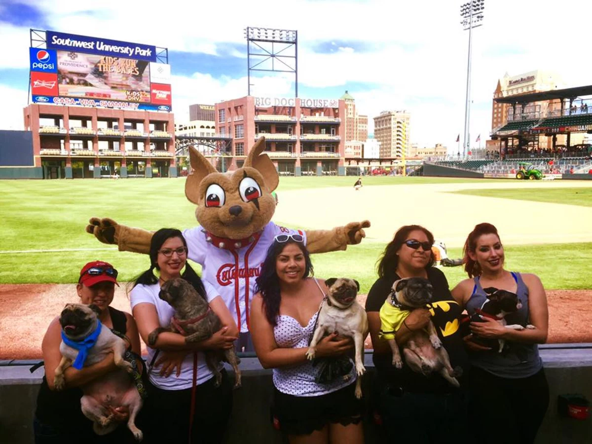 Enjoy A Great Afternoon With Your Pooch At Bark At The Park