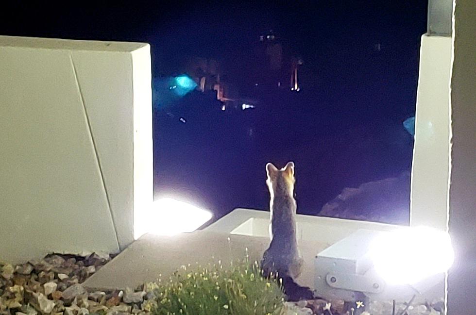 Even Foxes Love El Paso's Scenic View From Crazycat Mountain