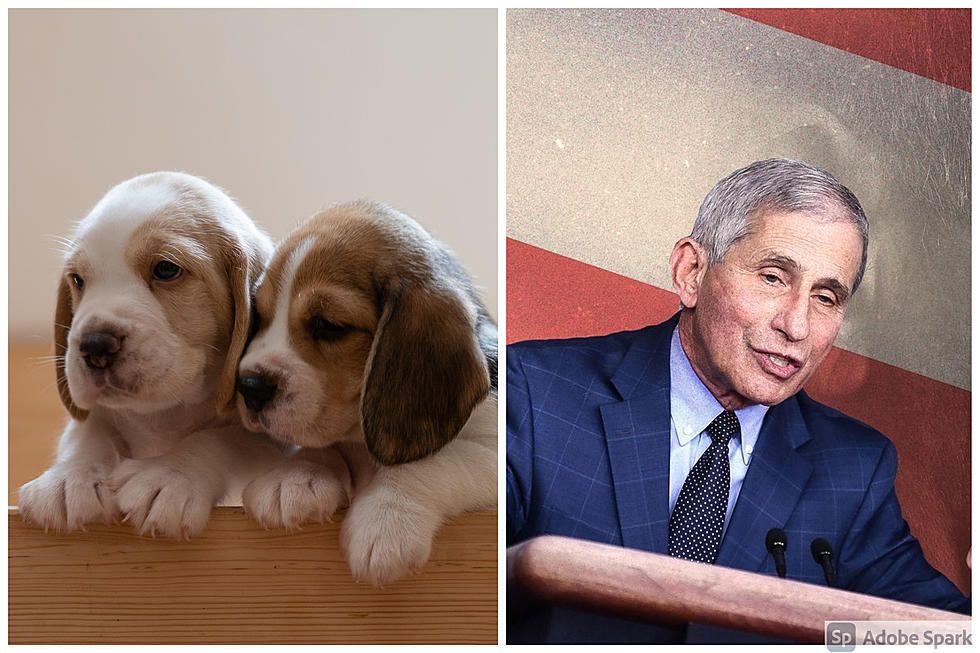 Dr. Fauci Murders Puppies? Buzz Respond to Angry El Pasoans