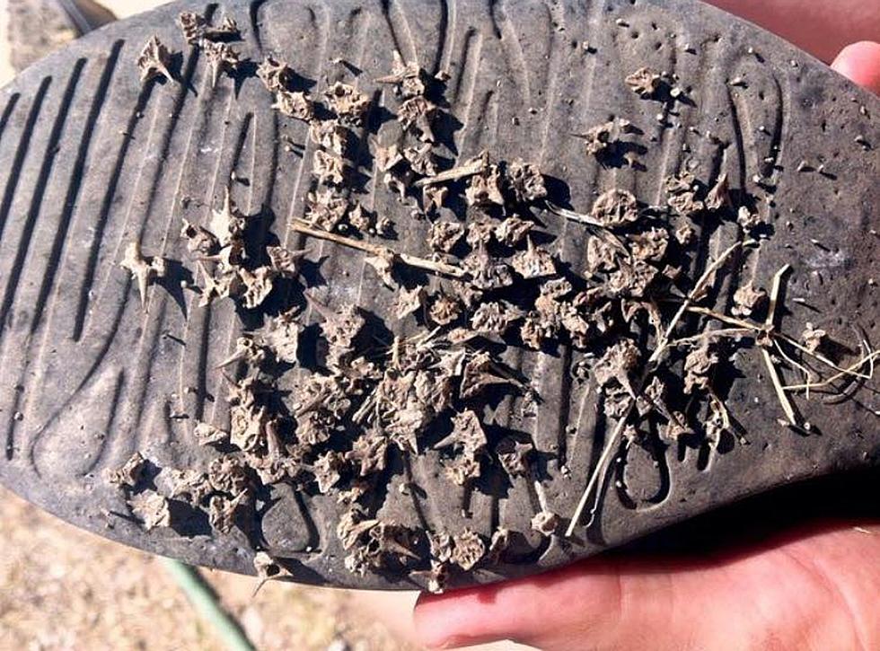 Stepping on These is Worse Than Stepping on a Lego But What Are They Called?
