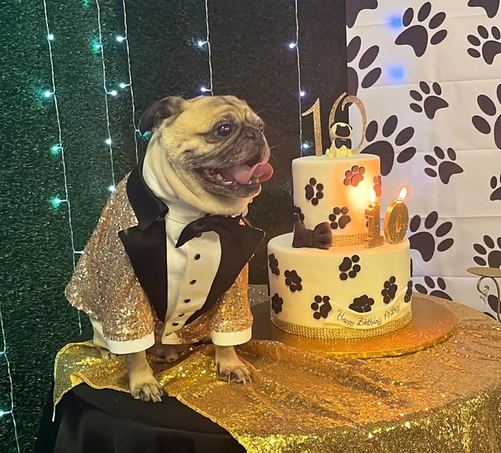 El Paso Pug Owner Throws Her Dog an Over the Top Birthday Party