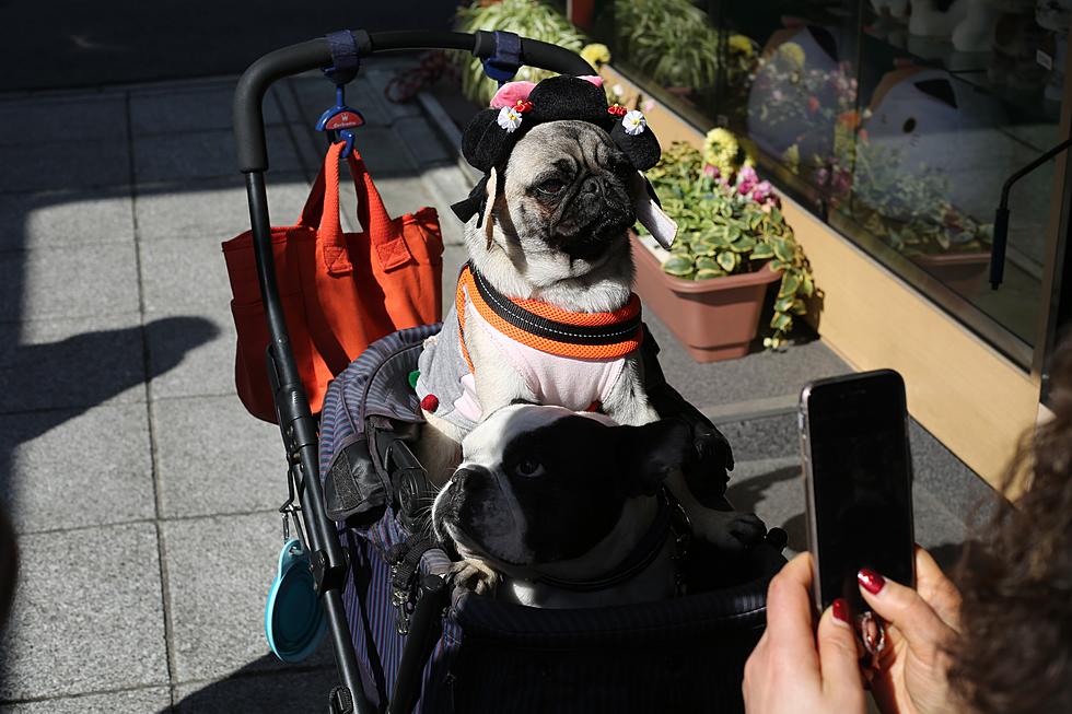 Enter Your Pet&#8217;s Spooky Good Costume For a Chance to Win Prizes