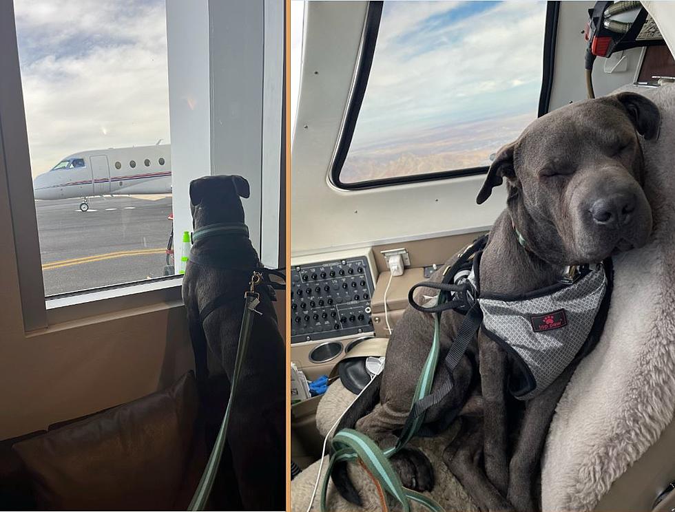 Rescue Dog Takes Freedom Ride Through El Paso To Find His Forever Home
