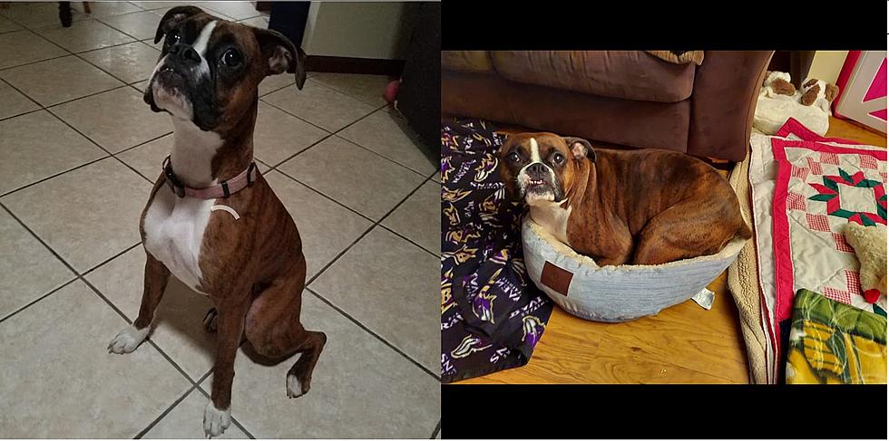 Owner Desperate To Find Her Dog Lost After Car Crash In El Paso