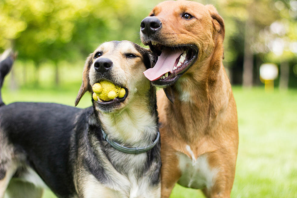 Hyper Dog? Let Them Exercise Their Energy Out At Doggy Daycare