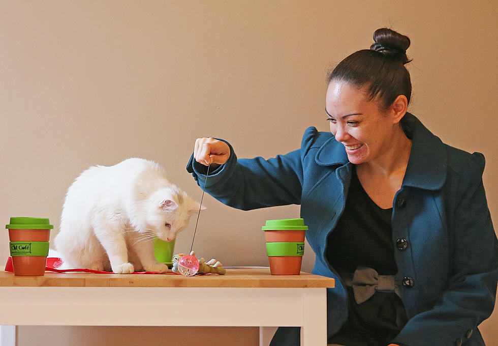 The Purr-fect Place For Cat Lovers- El Paso’s First-Ever Cat Cafe Opening Soon