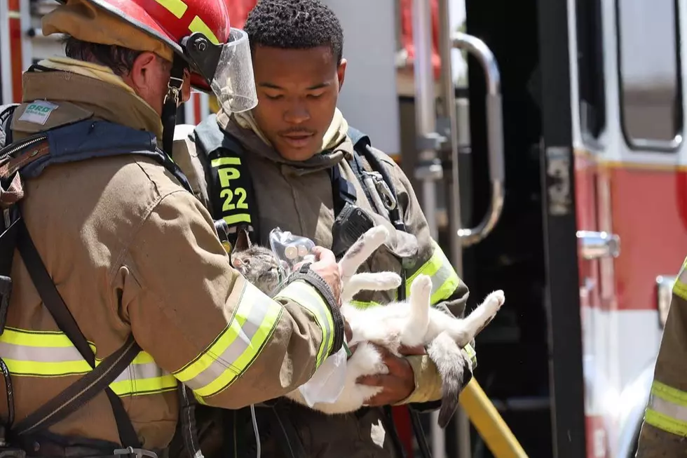 El Paso Fire Department Save Cat from Fire & EP Loves It