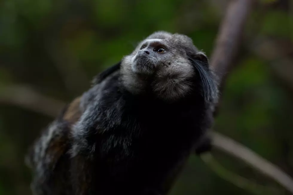 5 BETTER FOODS To Feed Monkeys At The El Paso Zoo