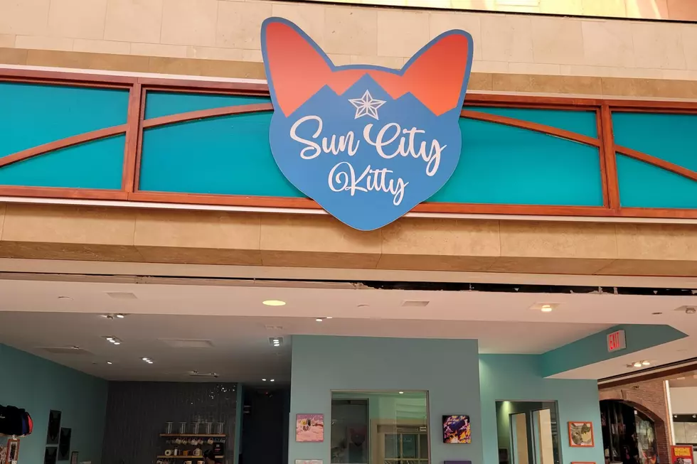 Sun City Kitty Café Helping Revive Sunland Park Mall 