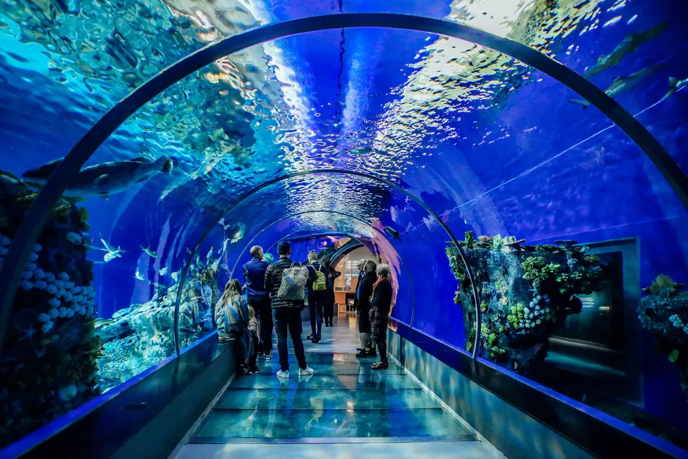 An Aquarium Restaurant Would Be Appreciated by El Paso Families