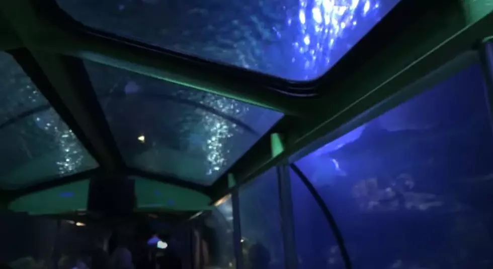 Enjoy Cruising Below the Sharks Aquarium on a Train Ride In TX