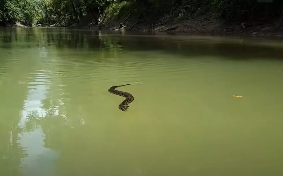 Beware of Freaky Rattlesnakes That Can Swim In the Texas Lake