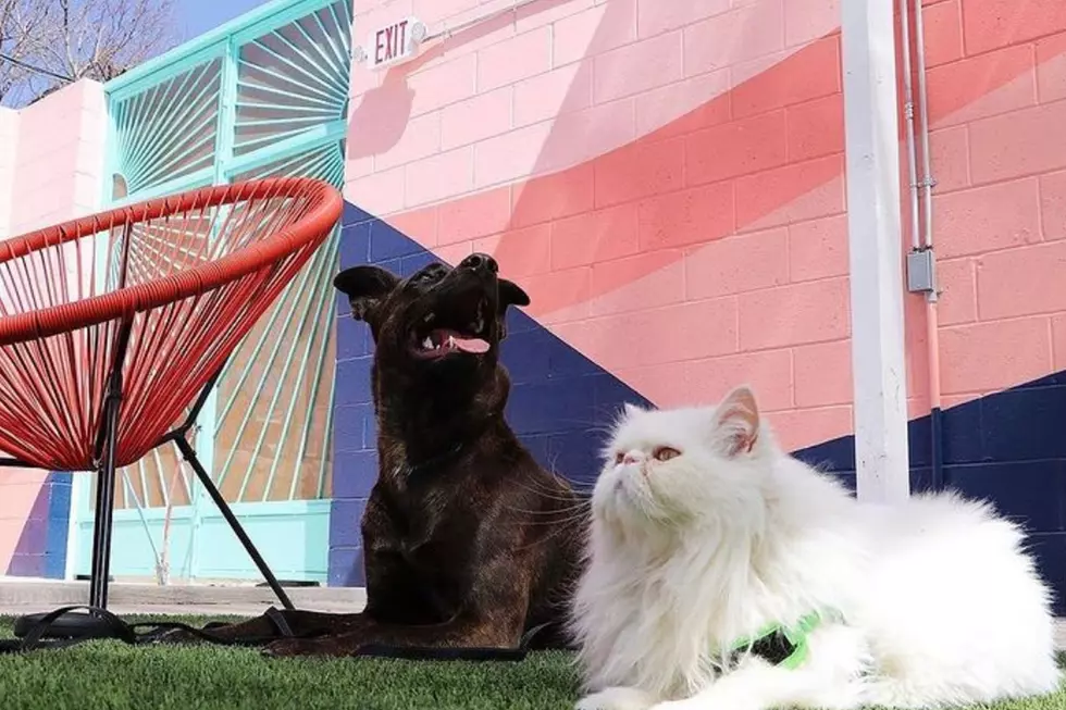 6 Pet-Friendly Patios Perfect for Yappy Hour in El Paso