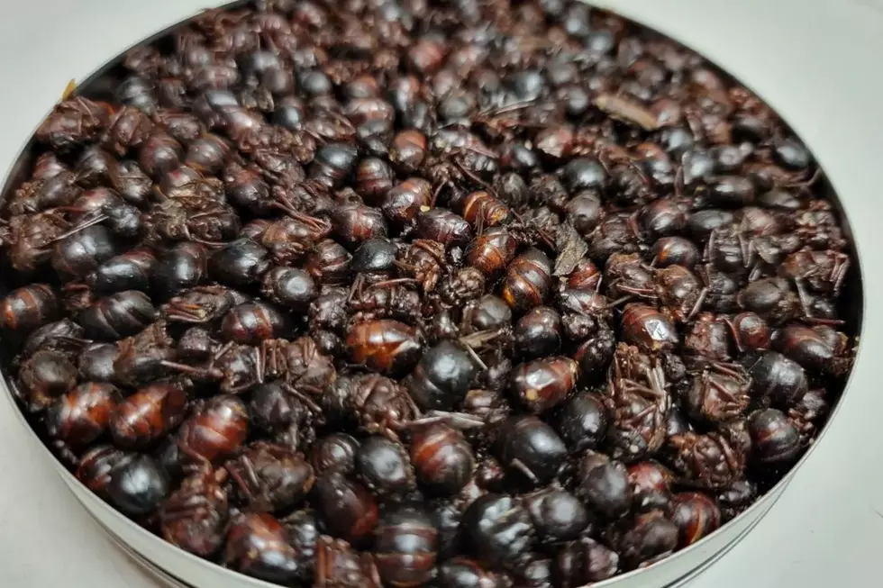 Taco Shop Bringing Ants to the Table with Their New Exotic Meat Taco