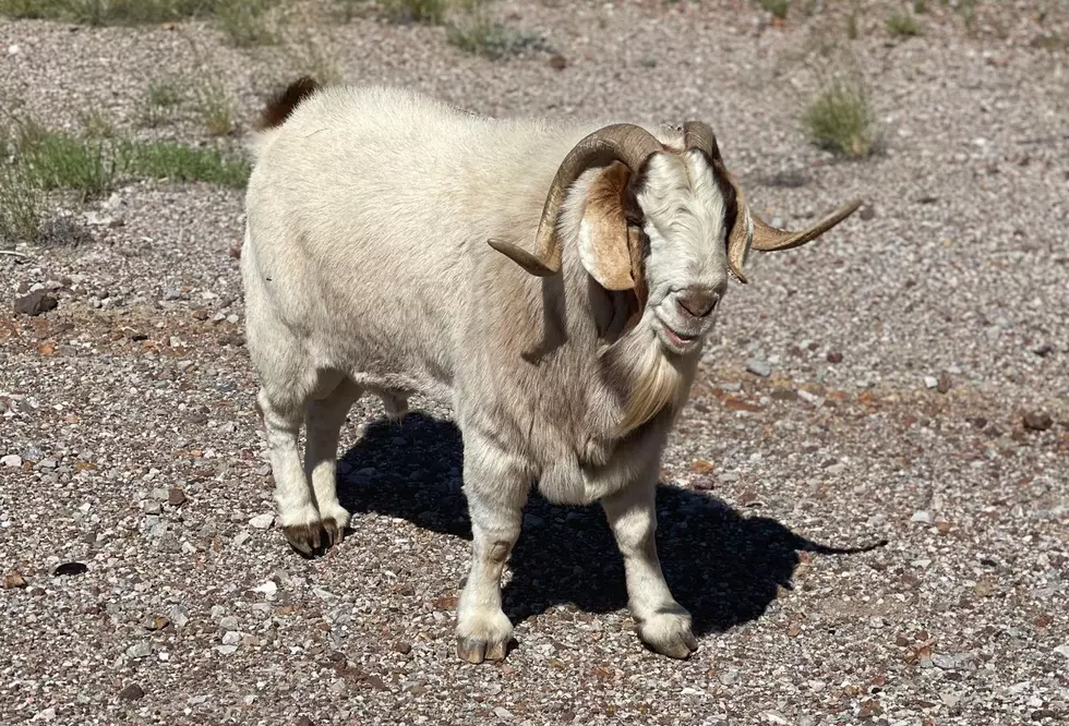 You’re Lucky If You See Bob the Goat Along the Franklin Mountains