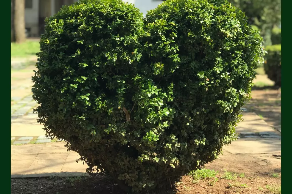 Texas Man Caught Trimming Neighbors Trees at Night