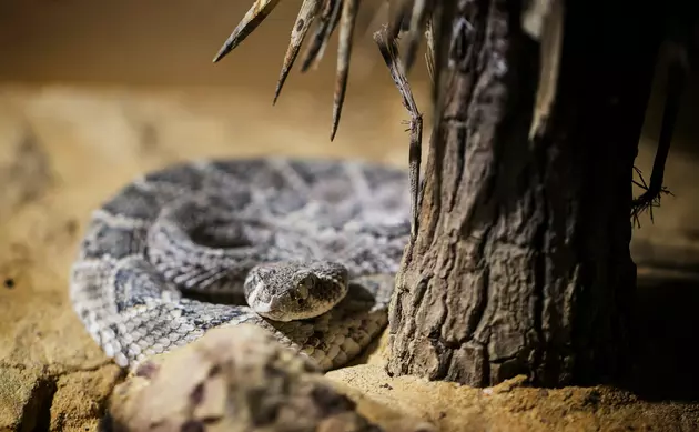 A boy found a rattlesnake in a toilet. Then a snake catcher found 23 more, News